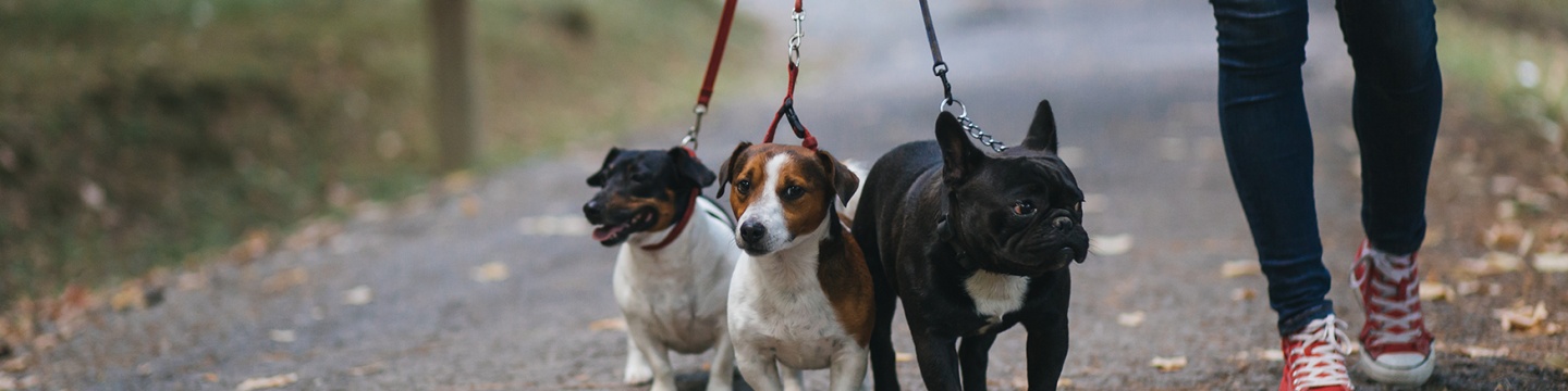 Dog Walking Franchise Opportunities For Sale