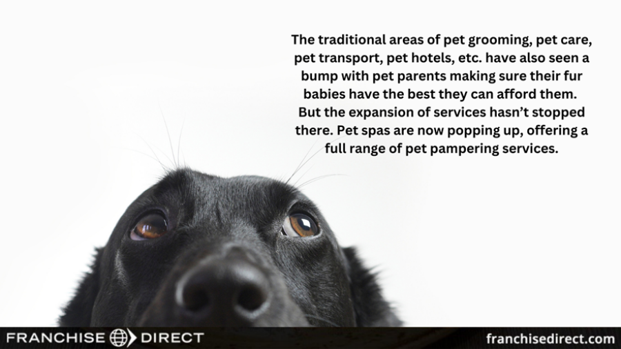 Black dog looking up at the right corner of image. Words in the right corner read: "The traditional areas of pet grooming, pet care, pet transport, pet hotels, etc. have also seen a bump with pet parents making sure their fur babies have the best they can afford them.
But the expansion of services hasn’t stopped there. Pet spas are now popping up, offering a full range of pet pampering services."