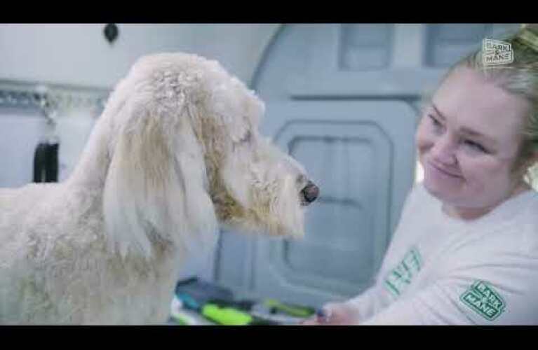 Bark & Mane Owner Testimonials 2026