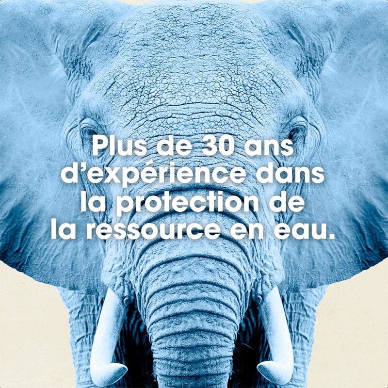 pub franchise Eléphant Bleu