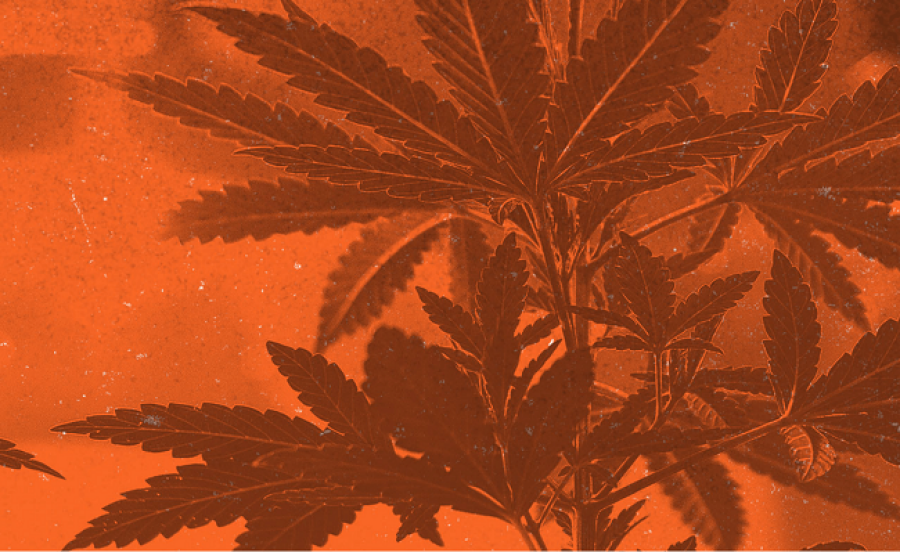 Unity Rd. – Cannabis Dispensary Franchise