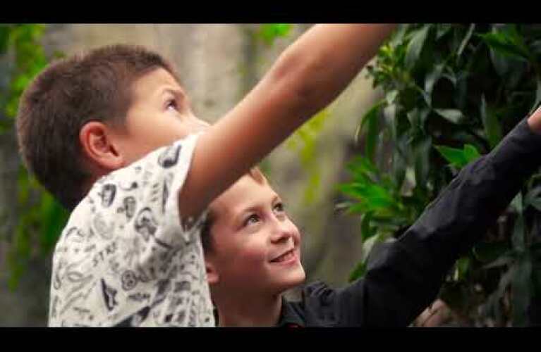 Papilonia Butterfly House, a Children's Leisure Attraction