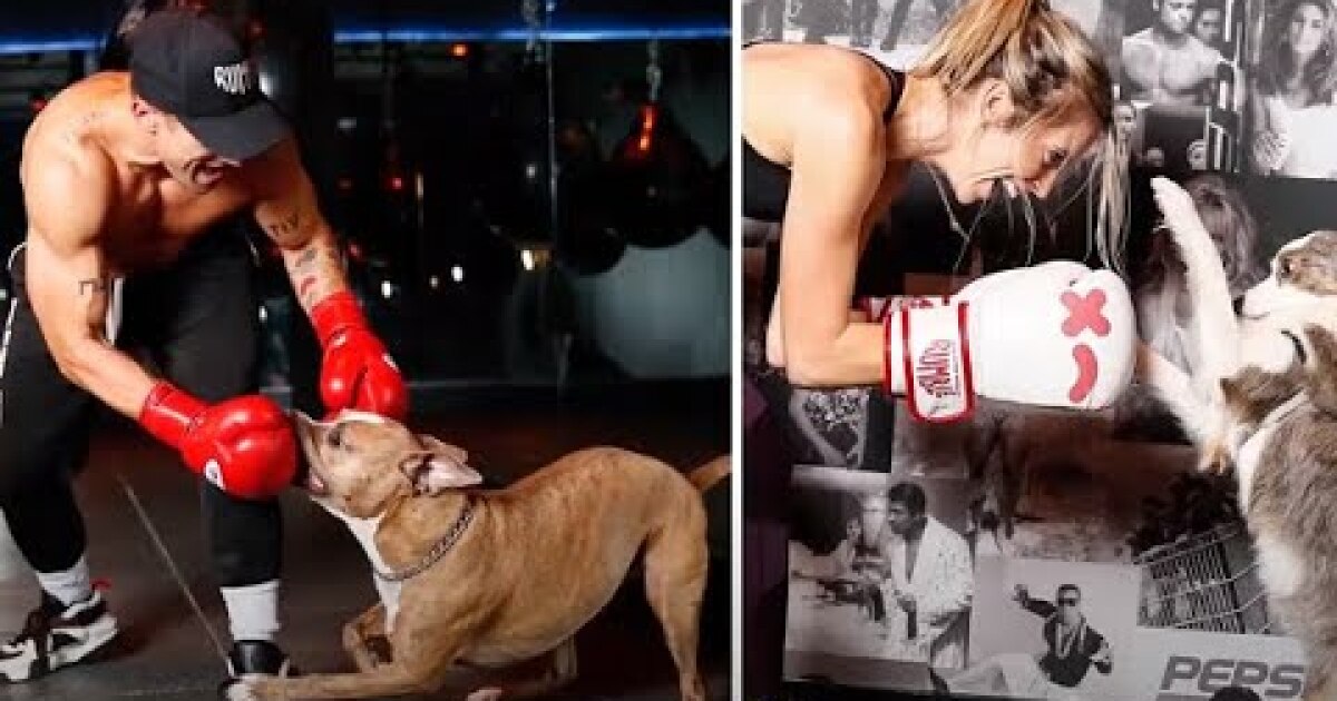 Rumble Boxing Announcement Xponential Fitness Franchise Direct The Best Franchise