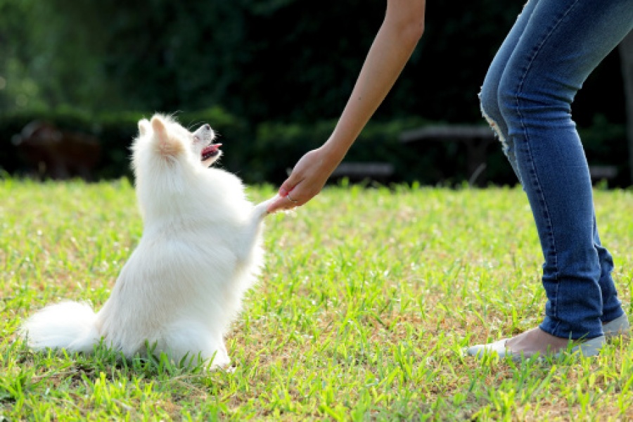 Woman Training Her Dog