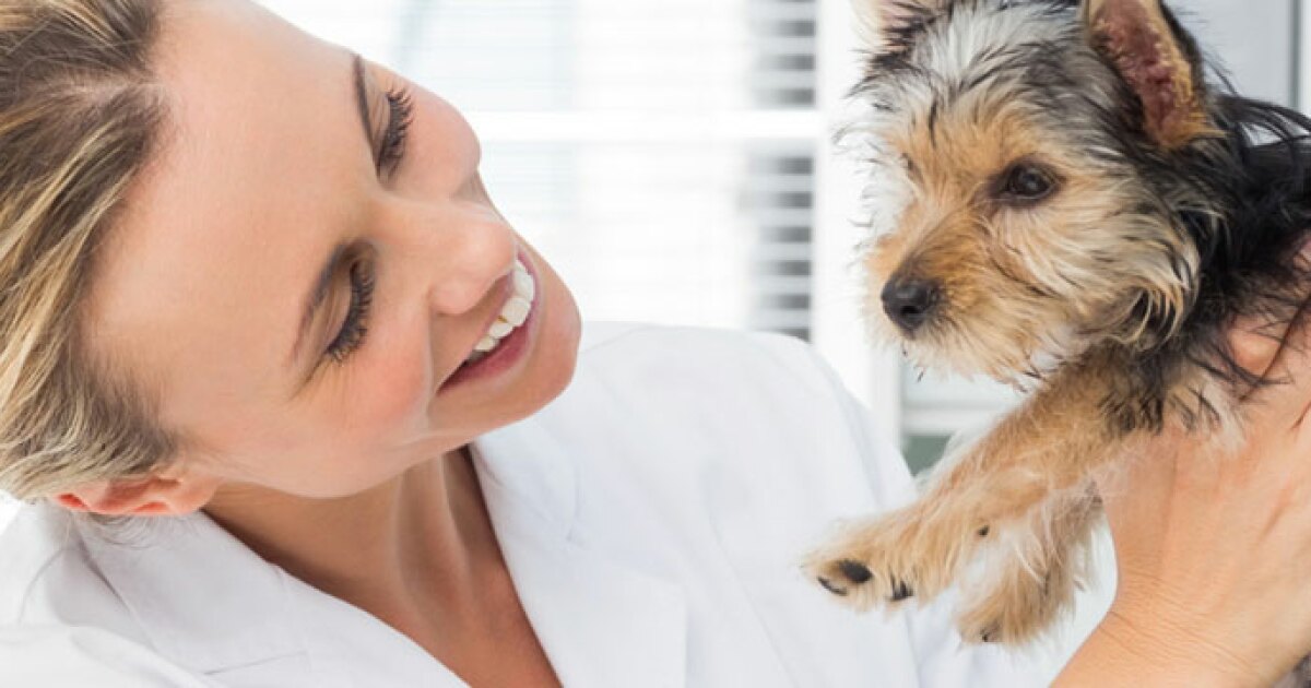 Pet Franchise Opportunities FranchiseDirect.co.uk