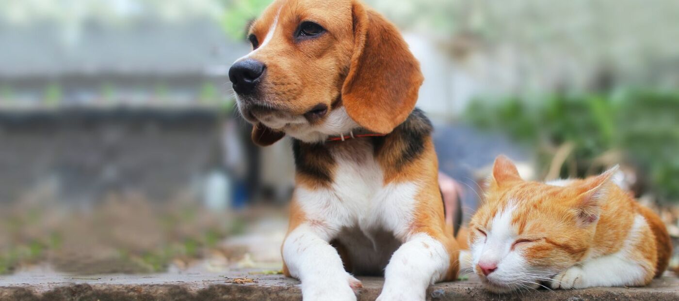 Australia’s love of animals could be key to your successful business