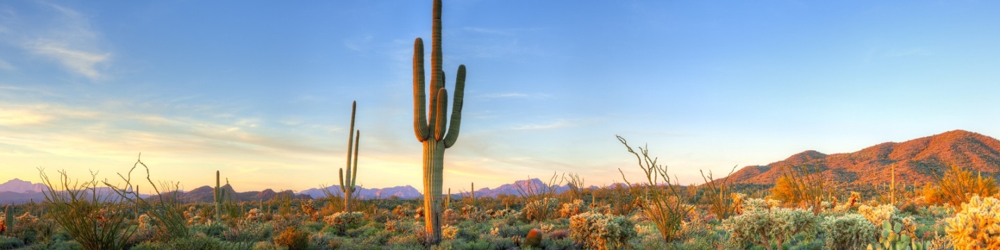 Franchises in Arizona