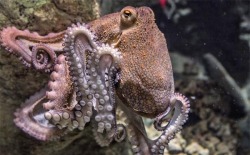 poulpe franchise OCTOPUSS
