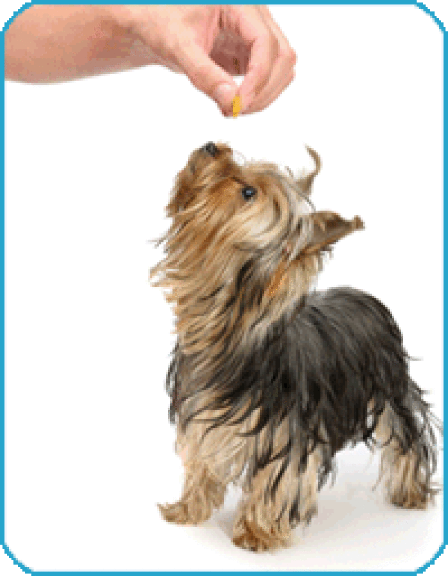 Yorkie