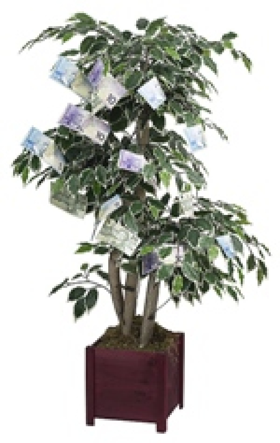 Money tree!