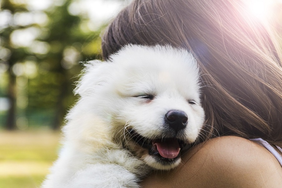 6 Reasons to Turn Your Love of Animals into the Franchise of Your Dreams