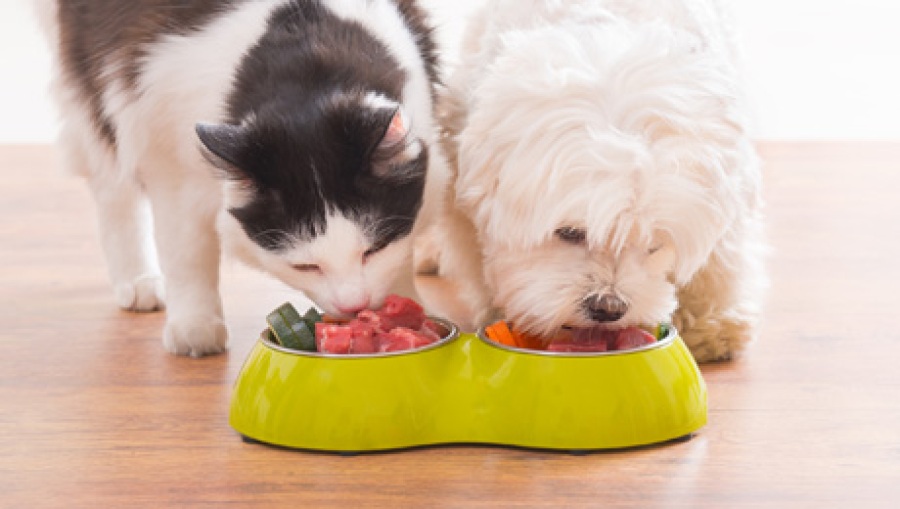 Franchise-Marktstudie Tierbedarf 2016-1