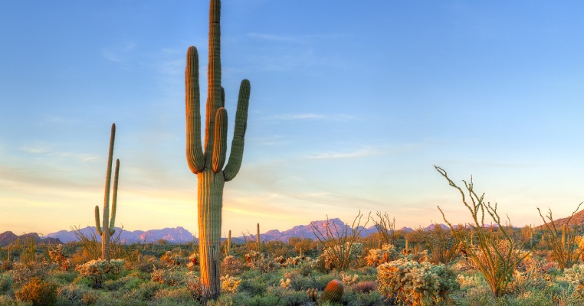 Arizona Franchise Opportunities, Arizona (AZ) Business for Sale