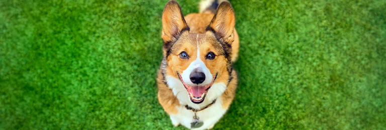 Start a Central Bark Franchise