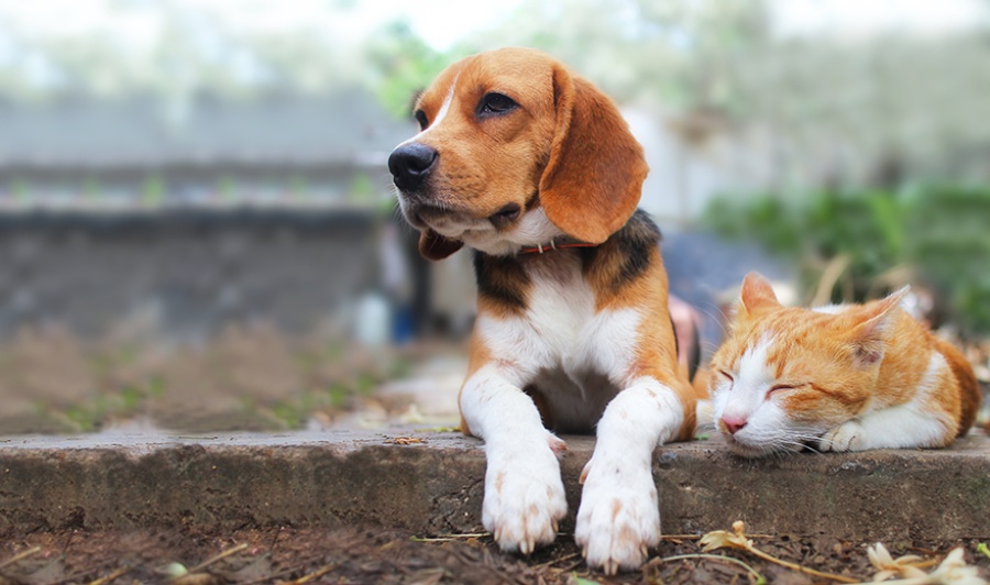 Annual revenue growth in pet products and services is expected to climb by 4.4% through 2016-1