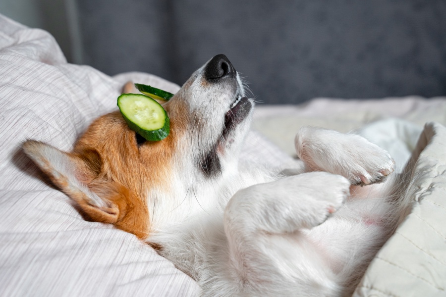 Cute red and white corgi lays on the bed with eye masks of real cucumber chips. Head on the pillow, covered by blanket, paws up.
